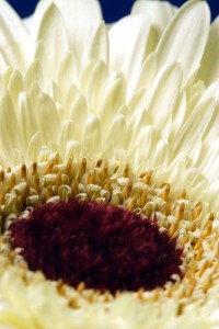 Gerber-Daisy-Lo-Res