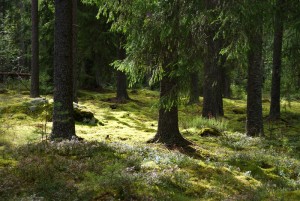 The forest around Braha.