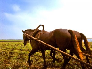 The horses used for plowing and transportation.