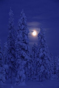 Snowy trees in the moonlight.